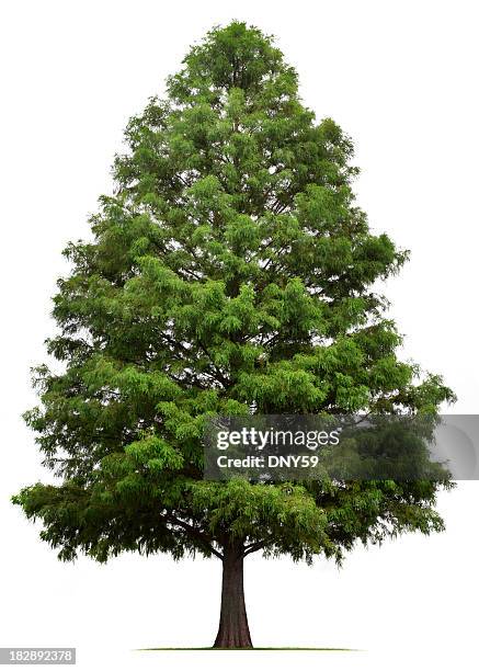 A Bald Cypress tree isolated on white.To see more isolated trees click on the link below: