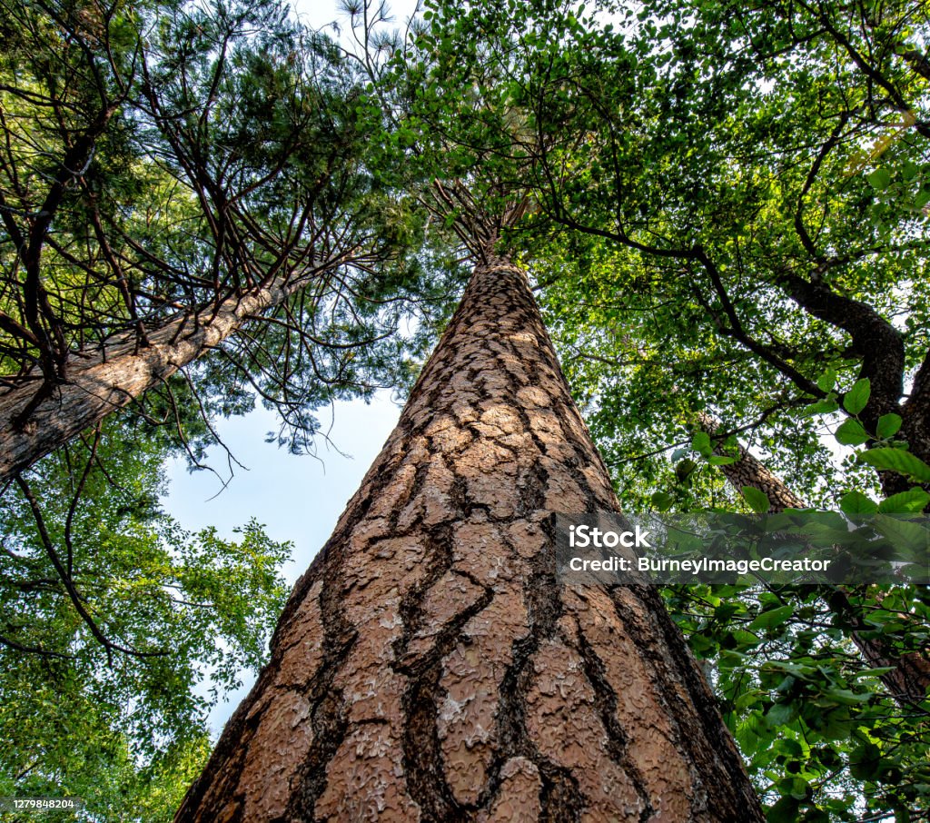 Upward view of a ponderosa pine tree in the forest.